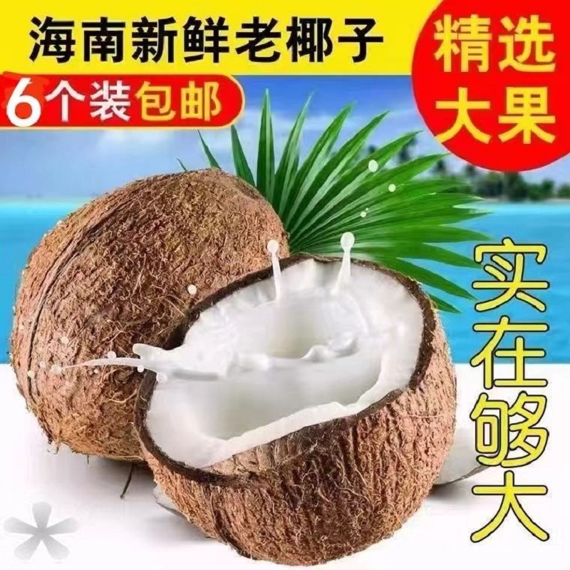 海南老椰子新鲜9个装当季椰宝牛奶椰青椰皇毛椰子孕妇水果现摘34