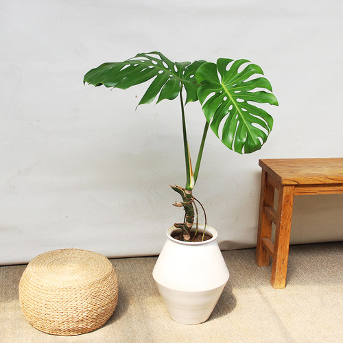 极速爆品龟背竹老桩大叶子植物北欧风绿植室内好养四季常绿吸甲醛