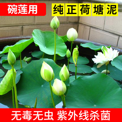 极速荷塘泥碗莲睡莲专用塘泥铜钱草荷花淤泥河泥水生植物通用营养