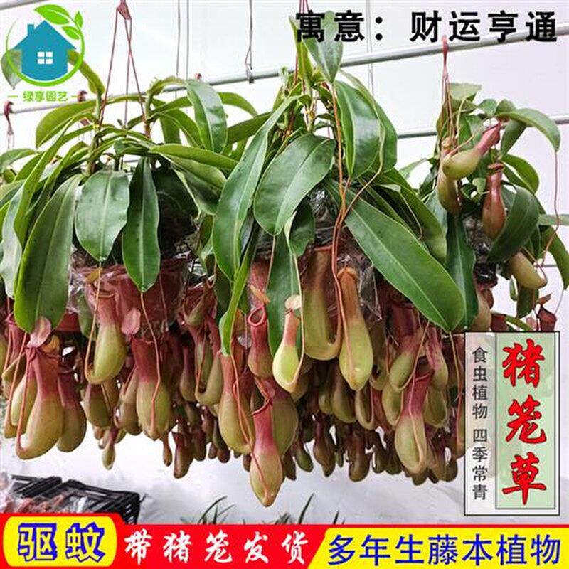 极速猪笼草盆栽猪仔笼食虫植物驱蚊净化空气阳台室内植物吊兰绿植