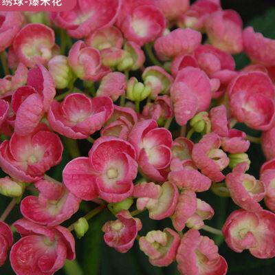 极速量贩绣球大花八仙花虹越阳台室外庭院观花花手鞠无尽夏绣球花
