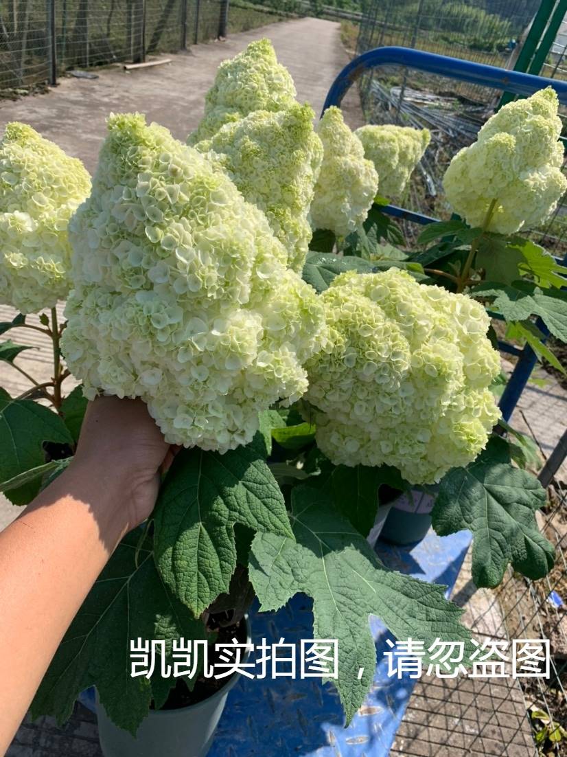 极速栎叶绣球 和声 1加仑中苗(带花发货)/小苗 扦插苗 包对版