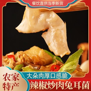 辣椒炒肉兔耳菌干货500克口感脆 白木耳大白玉木耳竹耳菌扇耳菌