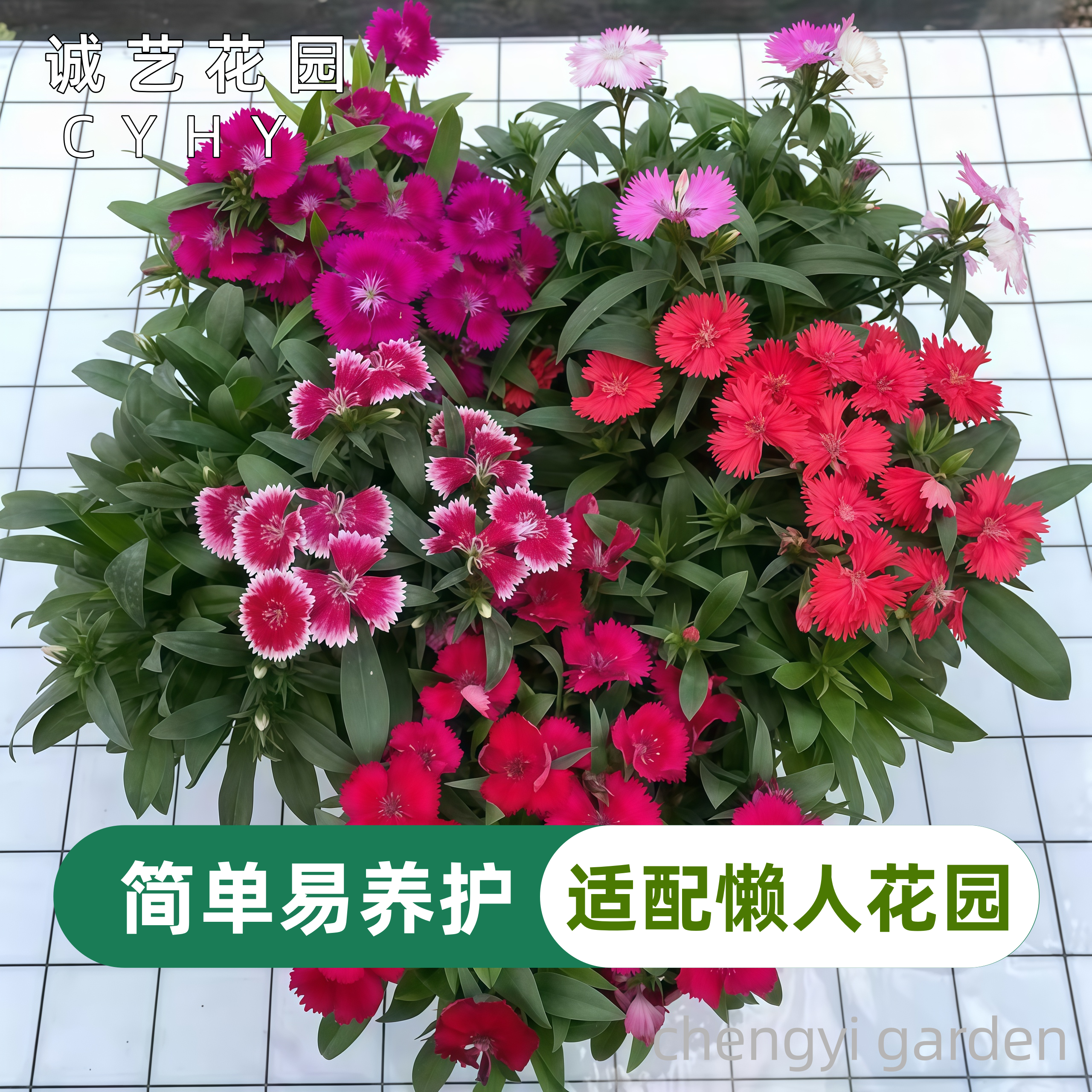 耐寒五彩石竹花苗美国石竹好养花期长室外庭院阳台盆栽带花苞花卉