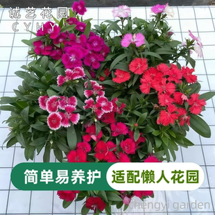 耐寒五彩石竹花苗美国石竹好养花期长室外庭院阳台盆栽带花苞花卉