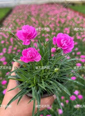 芳香石竹花耐寒旱草坪多年生室外基地直销基地庭院绿化植物带花苞