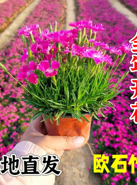 欧石竹花苗易活开花耐寒耐旱庭院工程绿化花园冬季常绿多年生植物