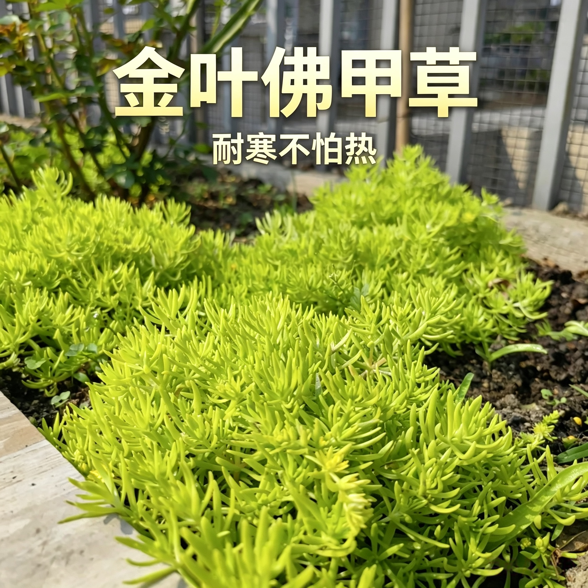 黄金佛甲草中华景天地被植物薄雪万年青楼顶四季常绿耐热耐寒庭院
