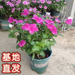 木本天天开长春花五叶梅独杆耐热耐旱易活开花盆栽阳台庭院带花苞
