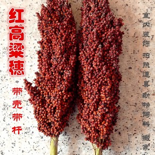 带壳高粱米 整株高粱带叶带杆带根1鸟粮鼠粮份斤结婚搬家红高粱穗