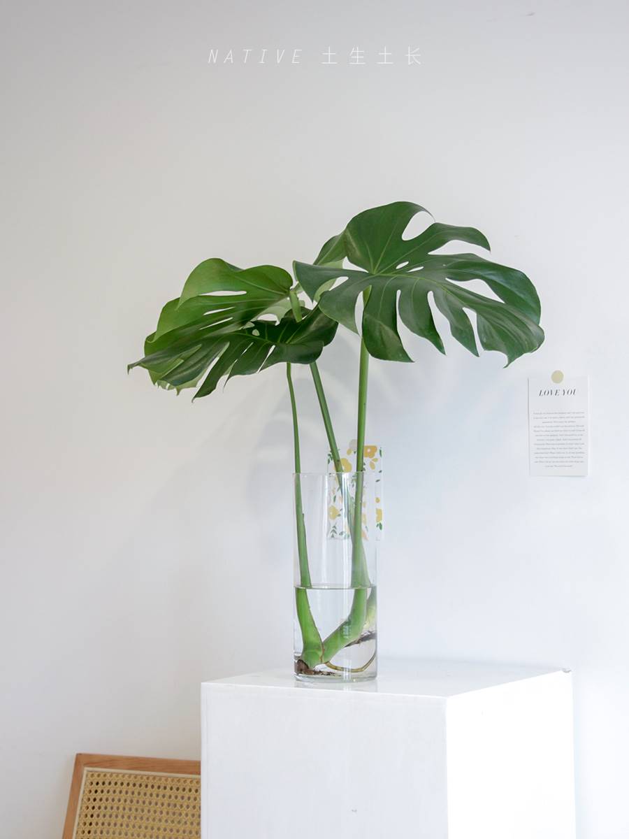 土生土长 水培大叶龟背芋带根水培开背绿植室内桌面净化空气植物