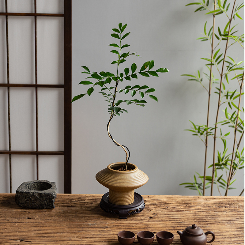 九里香造型盆景七里香老桩奇趣桌面盆栽室内绿植花卉景观植物观叶