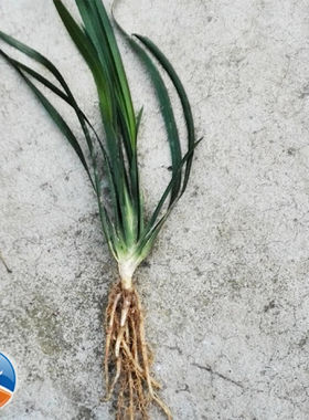 鸢尾花苗大叶白花鸢尾花苗小叶紫蓝色的花鸢尾花苗行道绿化地被植