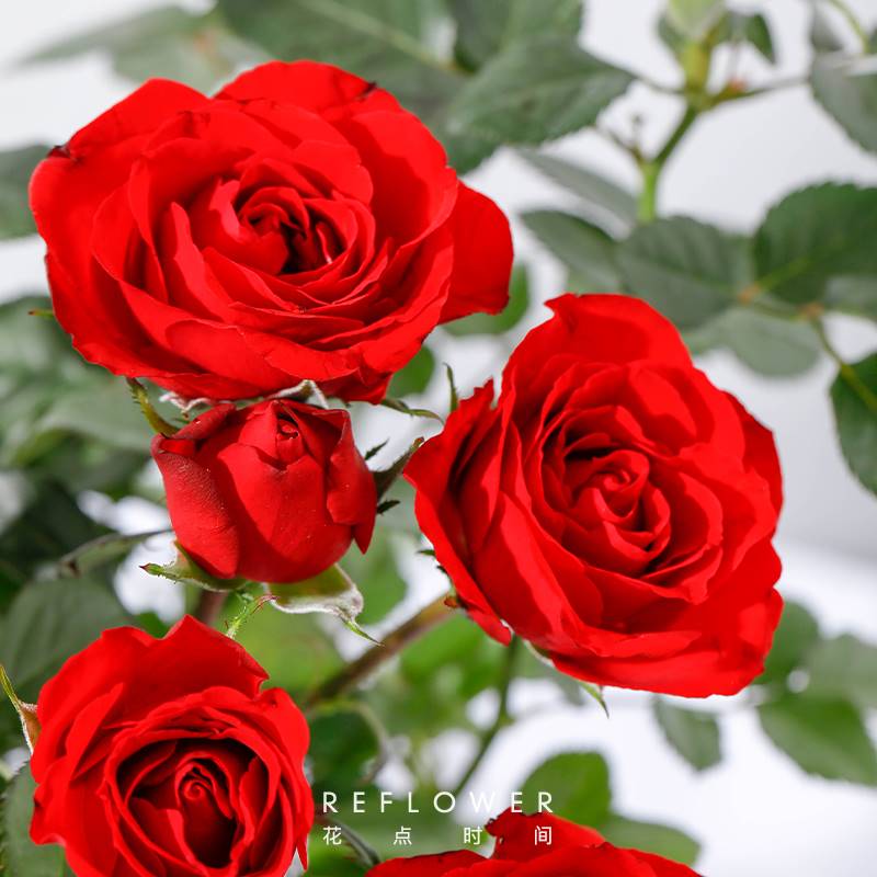 玫瑰盆栽绿植盆栽表达爱意情人节绿植桌面植物可爱