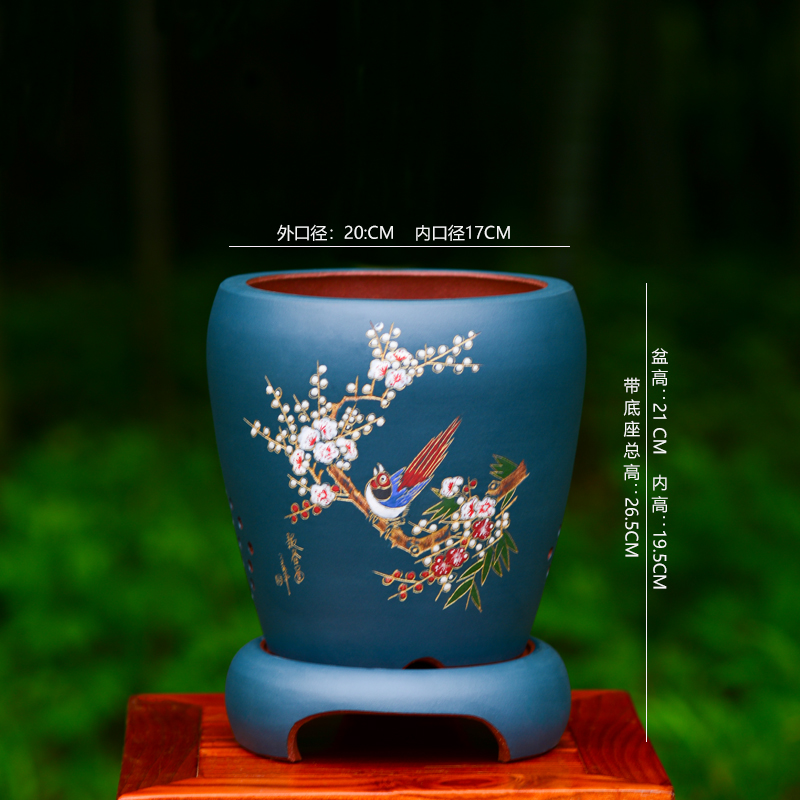 新品窝口点彩君子兰四季兰带托盘陶瓷透气精品室S内墨兰建兰兰花