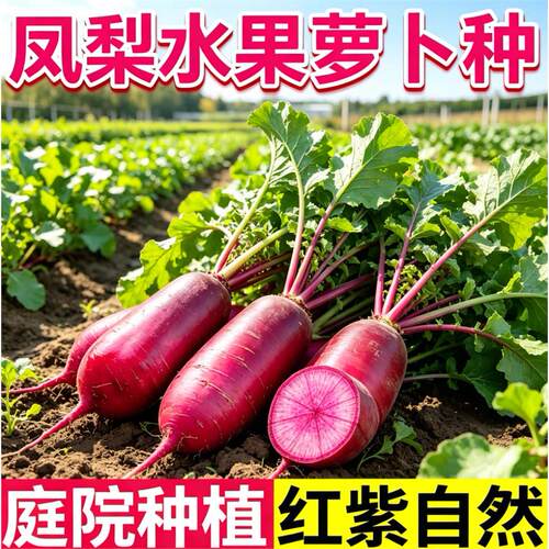 凤梨水果萝卜种子庭院阳