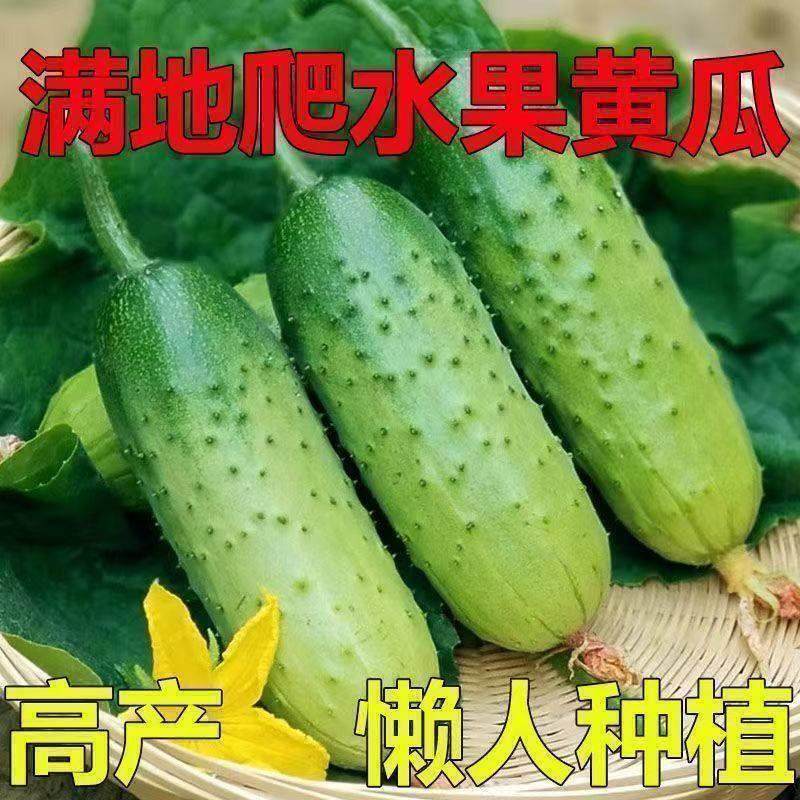 好吃易种生吃甜脆黄瓜油亮满芯绿黄瓜种子早熟50天绿皮绿心黄瓜籽,鲜花速递/花卉仿真/绿植园艺,家庭园艺种子,淘宝优惠券,粉丝福利购,淘宝优惠卷