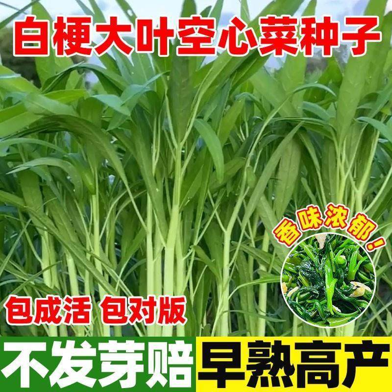 正宗高产三叉空心菜种子柳叶空心菜籽种四季阳台蔬菜种子盆栽菜园