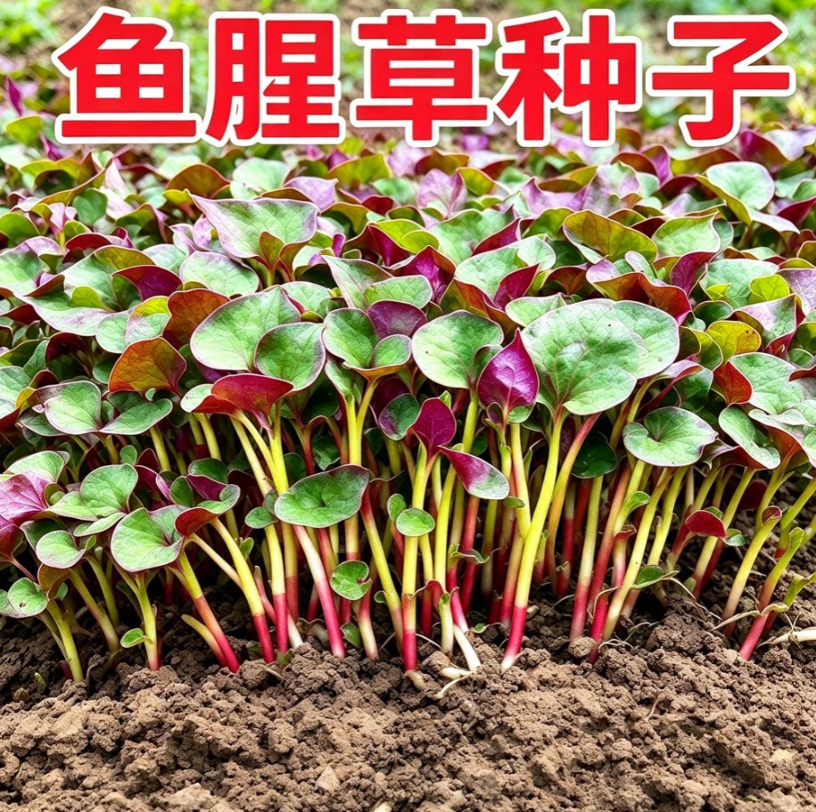 鱼腥草折耳根种子1-12月播种家庭园艺阳台盆栽易种蔬菜种子