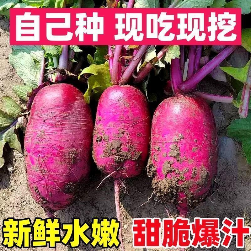 凤梨水果萝卜种籽大全红皮红心萝卜种子紫美人四季播阳台盆栽种孑