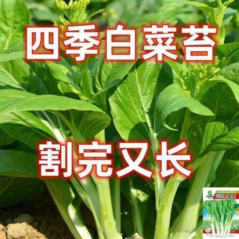 四季白菜苔种子农家阳台盆栽蔬菜种籽高产易种植,鲜花速递/花卉仿真/绿植园艺,家庭园艺种子,淘宝优惠券,粉丝福利购,淘宝优惠卷