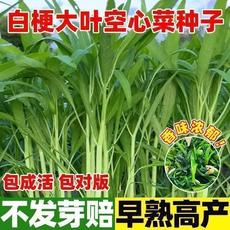 正宗高产三叉空心菜种籽柳叶空心菜籽种四季阳台蔬菜种子盆栽菜园