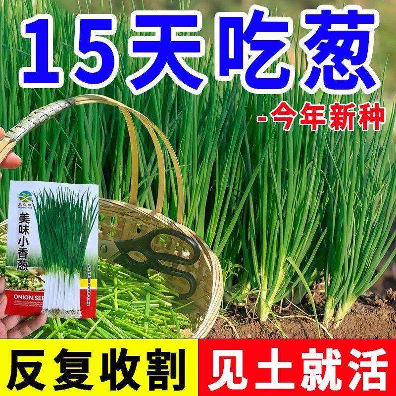 四季小香葱种子家庭阳台室内外庭院盆栽分葱易种蔬菜种子高产耐寒,鲜花速递/花卉仿真/绿植园艺,家庭园艺种子,淘宝优惠券,粉丝福利购,淘宝优惠卷