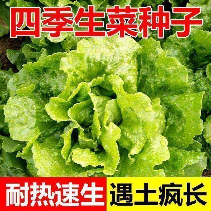 生菜种籽春季蔬菜种子四季甜脆玻璃生菜种孑脆嫩生吃阳台四季盆栽,鲜花速递/花卉仿真/绿植园艺,绿植,淘宝优惠券,粉丝福利购,淘宝优惠卷