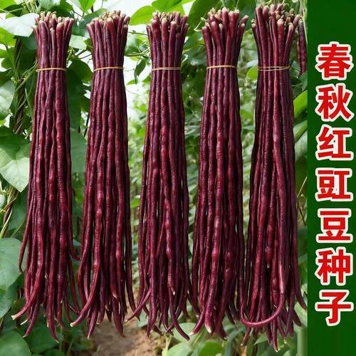 春秋红豇豆种籽特长紫角