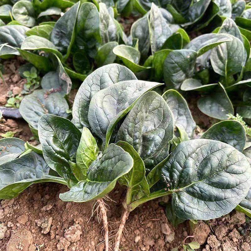 趴地菠菜种子黑园叶菠菜种籽生长速度快耐寒高产越冬蔬菜种子大全,鲜花速递/花卉仿真/绿植园艺,家庭园艺种子,淘宝优惠券,粉丝福利购,淘宝优惠卷