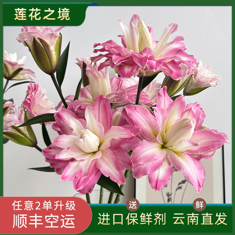 多头粉色重瓣香水百合莲花之境