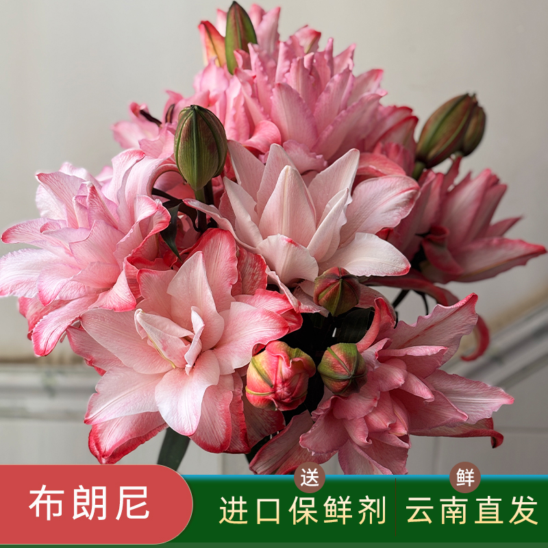 布朗尼重瓣香水百合鲜花颜料吸色