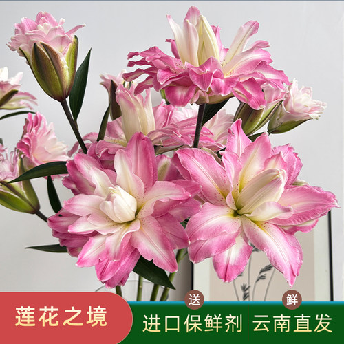 莲花之境多头粉色重瓣香水百合