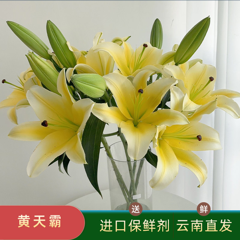黄天霸百合花香水百合鲜花多头百合花束顺丰鲜花速递云南基地直发