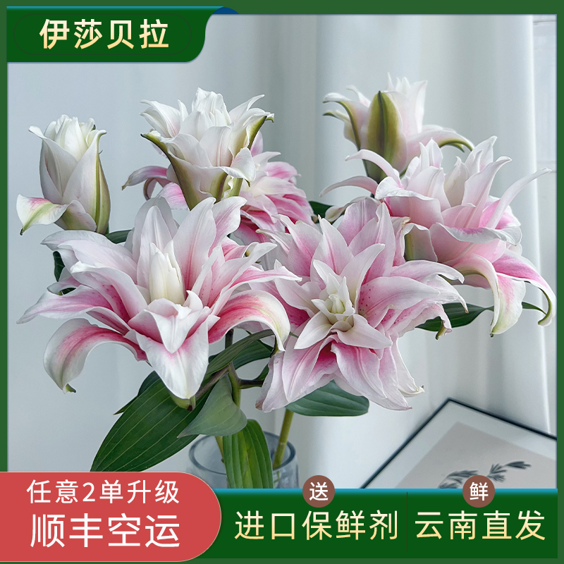 百合中的皇后重瓣香水百合鲜花