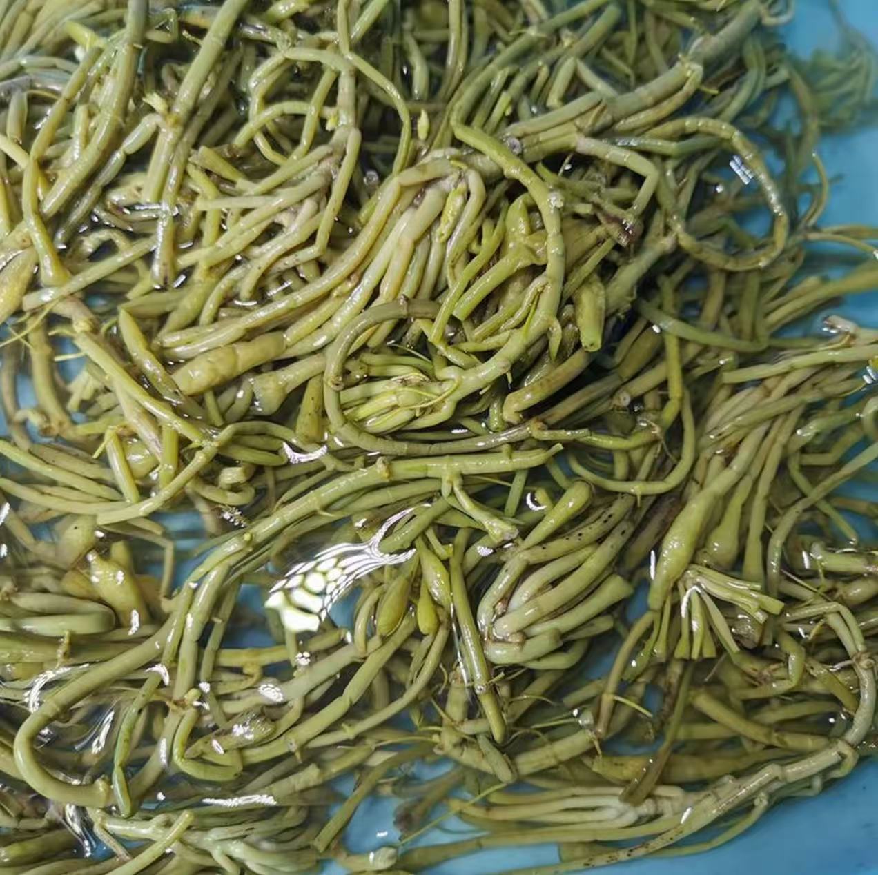 菱角菜安徽宣城下饭菜速食菜