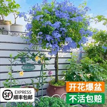 新品蓝雪花盆栽大苗棒棒糖老桩小木槿花卉爬藤植物室内花易活四季