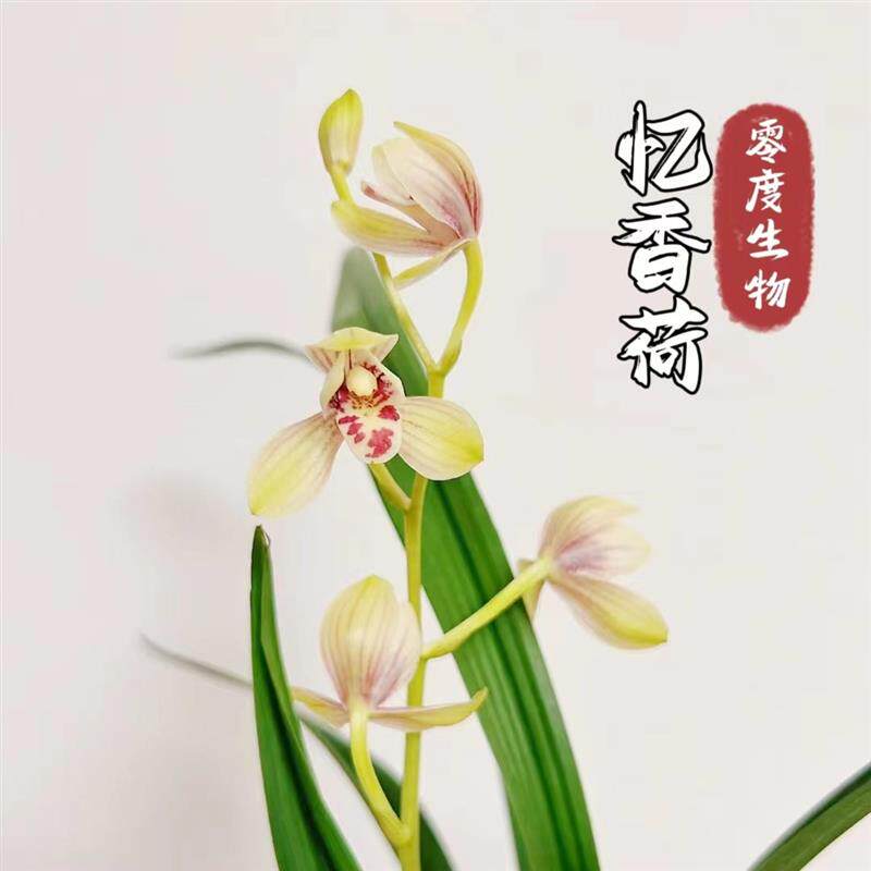 【零度生物】建兰忆香荷老种国兰满屋飘香型勤花勤芽好养活