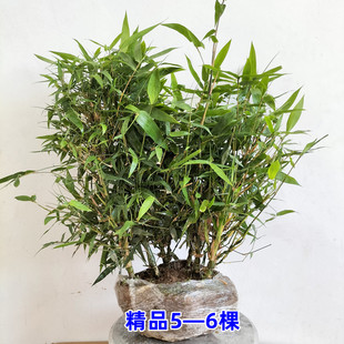 佛肚竹 罗汉竹 盆景室内盆栽 凤尾竹米竹龙竹盆栽 观赏竹子竹苗