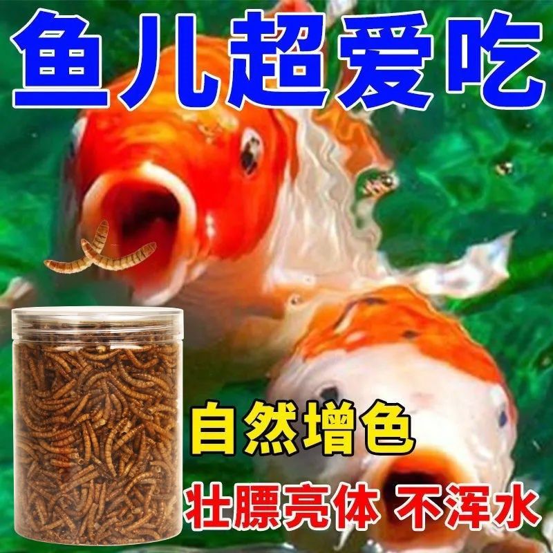 锦鲤鱼食面 面包虫鱼干 干饲料红龙观赏鱼通用型营养高蛋白饲料上,宠物/宠物食品及用品,观赏鱼饲料,淘宝优惠券,粉丝福利购,淘宝优惠卷