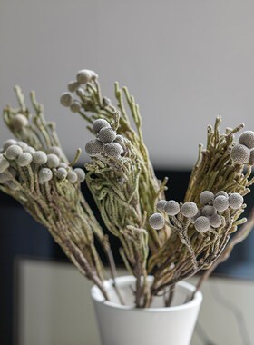 好货非洲进口干燥花珊瑚果大银果天然干花束餐桌摆设diy配材布鲁