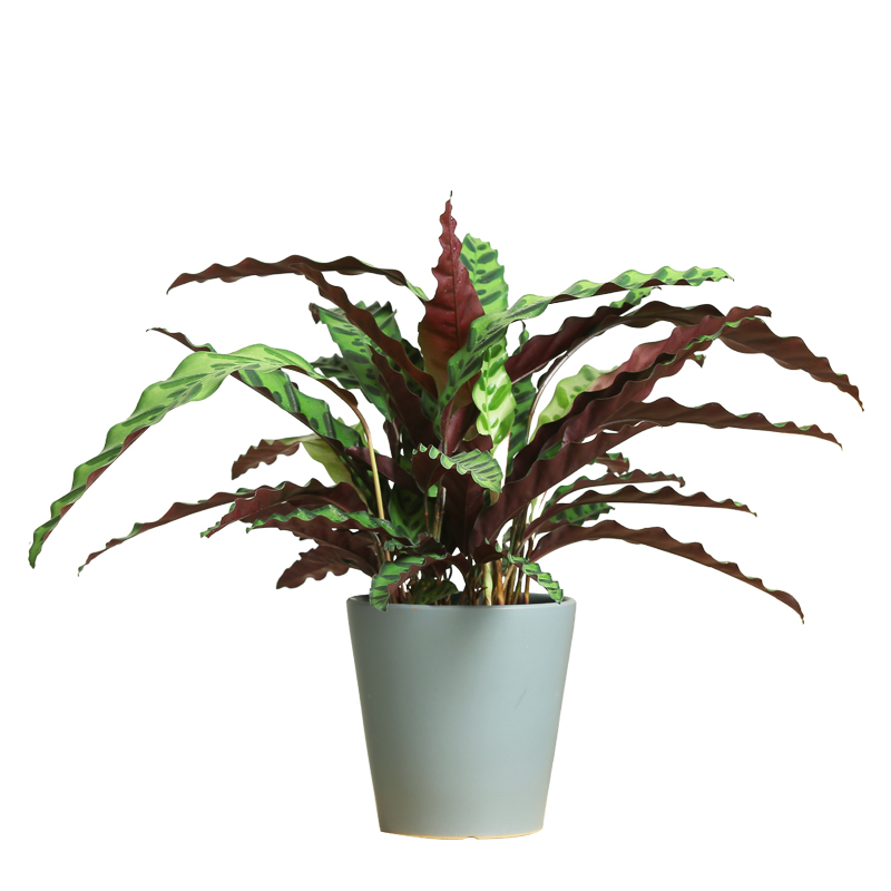 猫眼竹芋 竹芋盆栽绿植盆景南京无锡苏州常州江阴马鞍山溧水句容