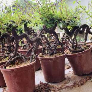 掌上矮桩小叶福建茶矮霸粗壮铁包金根艺老桩盆景开花结果四季常青