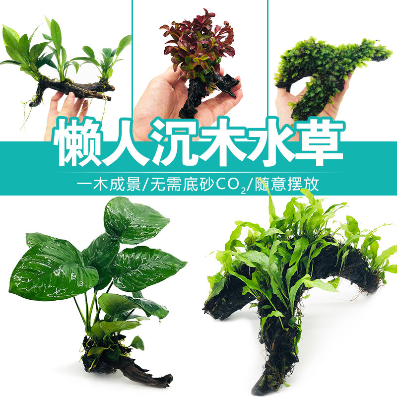 鱼缸懒人沉木水榕造景装饰活体植物水族箱真水草套餐淡水增氧水草