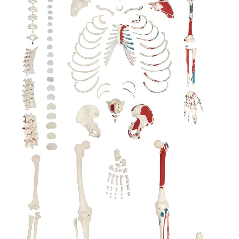 人体散骨模型肌肉着色人体骨骼模型骨架模型骨盆模型关节模型
