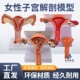 人体子宫附件模型女性医学生殖器卵巢阴道病理病变结构解剖教学具