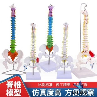医学正骨练习骨骼模型颈椎腰椎脊椎骨架模型 85cm人体脊柱模型