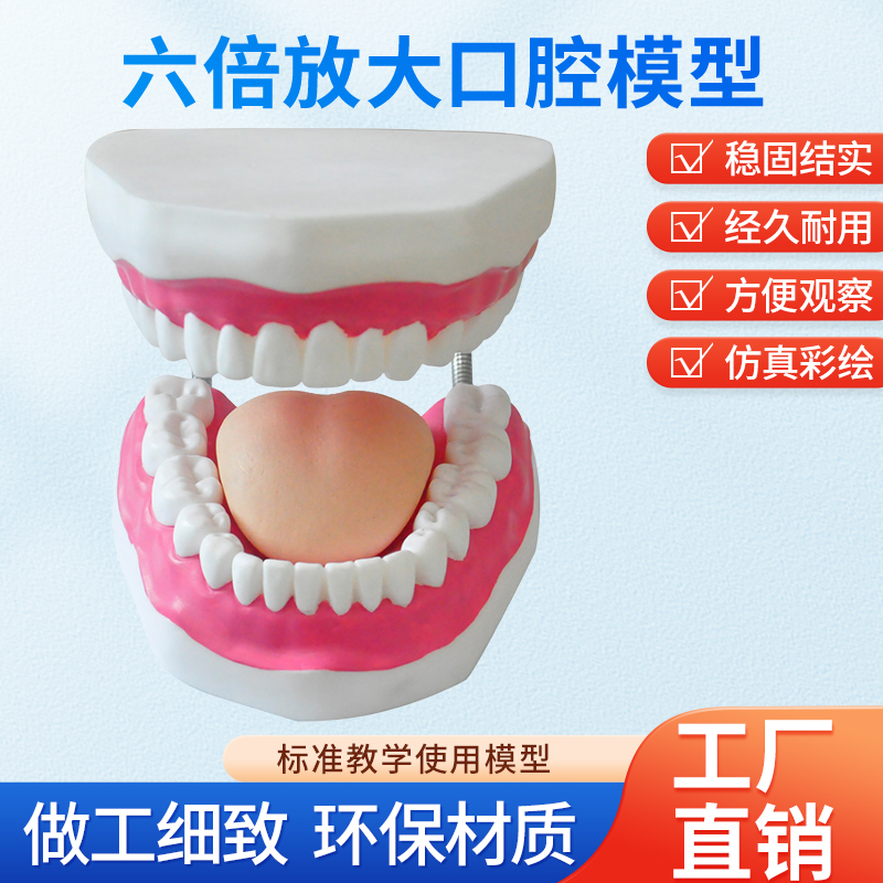 蓝蝶人体口腔模型教具