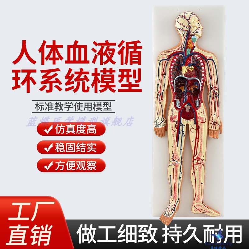 蓝蝶模型人体血液循环系统模型