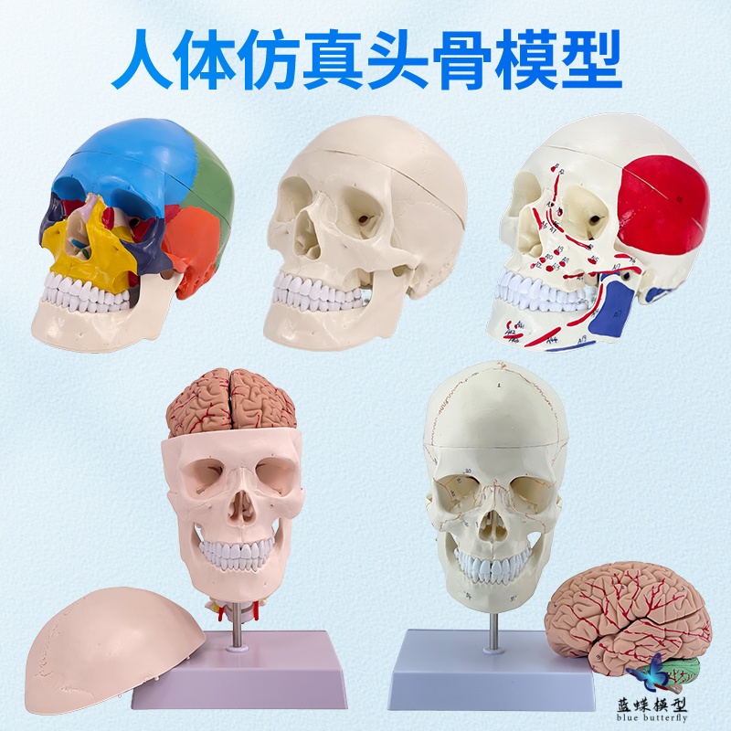 蓝蝶模型人体头骨教具